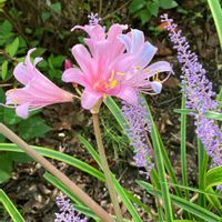 ナツズイセン,ヤブラン,キュートな金曜日,花咲く乙女たち♡,山野草の画像