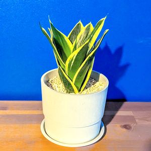 サンスベリア,ダイソー産,ダイソー観葉植物,IKEA,部屋の画像
