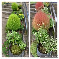 コキア,千日紅,花のある暮らし♡,種から育てる,青い花の画像