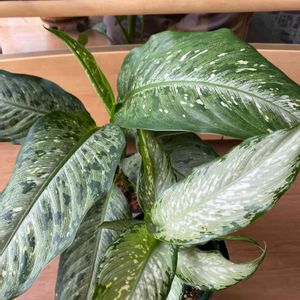 ディフェンバキア ティキ,カラーリーフ,観葉植物,植物のある暮らし,カラフルの画像