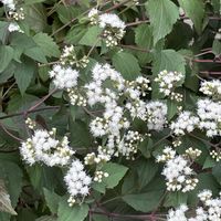 手作りの庭,シェードガーデン,大好きなコーナー,ナチュラルガーデン,植中毒の画像