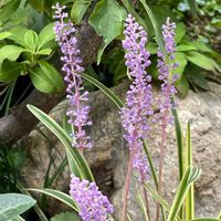 手作りの庭,シェードガーデン,大好きなコーナー,ナチュラルガーデン,植中毒の画像