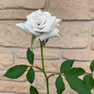 薔薇♪,バラ 鉢植え,ばら バラ 薔薇,ブルーヘブン。,バルコニー/ベランダの画像