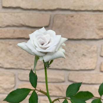 恋きらら,バラの鉢植えの画像