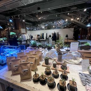 多肉植物,パキコルムス・ディスカラー,パキポディウム属,オペルクリカリア,観葉植物の画像