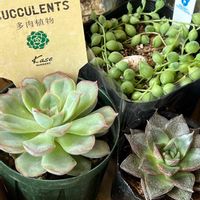 オリオン,グリーンネックレス,大和錦,多肉植物の画像