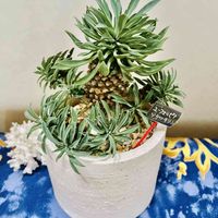 多肉植物,ソテツ麒麟,ユーフォルビア,窓辺の画像