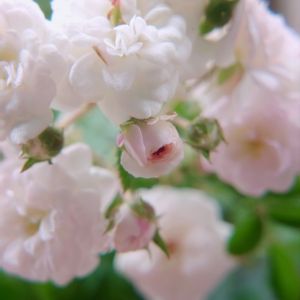 ばら,極小輪ミニバラ　ハートフォーユー,ミニバラ　ハートフォーユー,バラ、薔薇、ばら,薔薇の画像