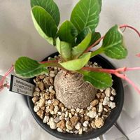 ユーフォルビア フィッシュボーン,ユーフォルビア スパンリンギー,かっこいい！,おうち園芸,塊根植物の画像