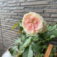 ガーデン,ばら バラ 薔薇,庭の花,gardenphoto,パシュミナ　バラの画像
