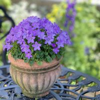 ベルフラワー,植物のある暮らし,お花のある暮らし,ガーデニング,小さな庭の画像