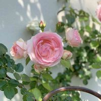 バラ,ピエールドゥロンサール,ローズガーデン,植物のある暮らし,ガーデニングの画像