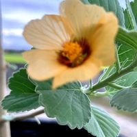 イリマ,9月のガーデン,小さな小さな庭,花のある暮らし,秋の風景の画像