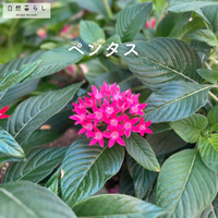 ペンタス,ペンタス☆,自然暮らし,植物のある暮らし,自然のある暮らしの画像