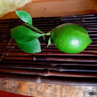 レモンの実,夫の園芸,家庭菜園,おうち園芸,玄関の画像