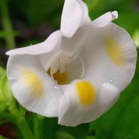 トレニア,我が家,こぼれ種,鉢植え,ガーデニングの画像