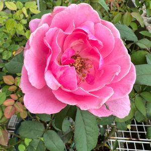 シャンテ・ロゼ・ミサト,ばら バラ 薔薇,今庭の花,薔薇のある暮らし♡,バラ 鉢植えの画像
