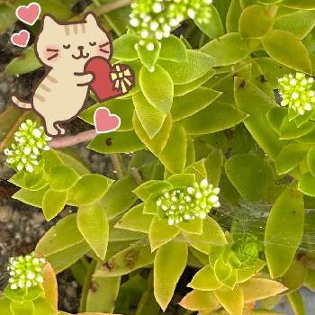 ブドウ棚の画像