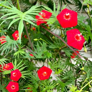 モミジバルコウソウ,赤い花,緑のカーテン,花のある暮らし,可愛い❤の画像