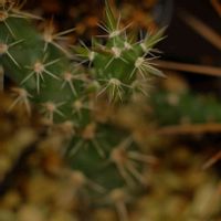 多肉植物,サボテン科,観葉植物,おうち園芸,セダムセット希望の画像