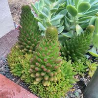 植物のある暮らし,ボタニカルライフ,多肉大好き,ありがとう♡,チーム岐阜の画像