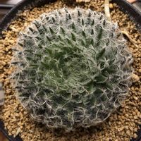 ハオルチア,オデッタエ,多肉植物,部屋の中,緑のある暮らしの画像
