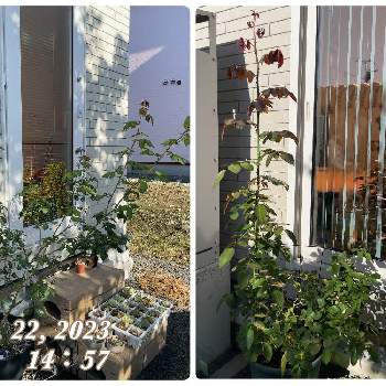 恋きらら,バラの鉢植えの画像