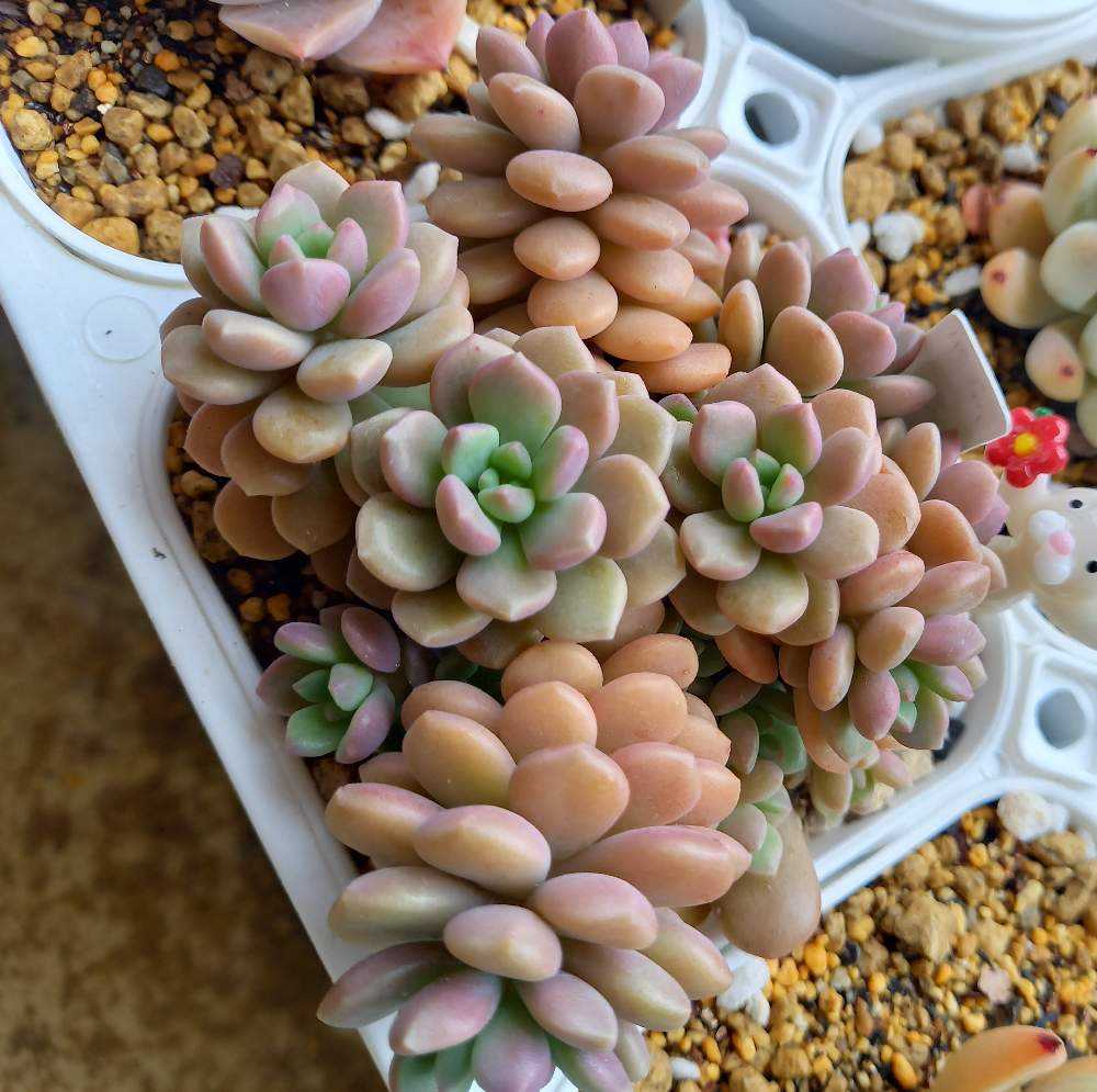 ⭐️桜のしずく⭐️ めでるさん 多肉 群生 抜き苗 寄せ植え ひなた多肉園 ⭐️桜のしずく⭐️ めでるさん 多肉 群生 抜き苗 寄せ植え