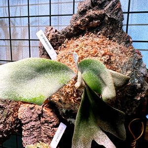 胞子葉, コウモリラン ,観葉植物,ビカクシダ・リドレイ,胞子体の画像