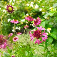 ガイラルディア,ガイラルディア グレープセンセーション,植物のある暮らし,かわいい♡,おうち園芸の画像