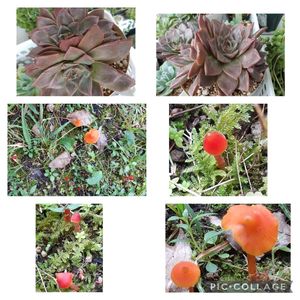多肉植物,葉挿しさん,観葉植物,キノコ！,自家製交配種の画像