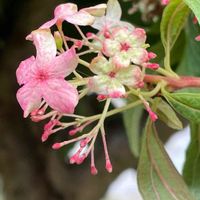 オオデマリ,落葉低木,白系のお花,ポンポン咲き,庭のお花の画像