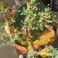黒鬼城,ユーフォルビア,多肉植物,新潟の画像