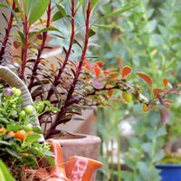 メギ属,お気に入りの鉢,わが家の観葉植物❢,観賞用 トウガラシ,コニファー♡の画像