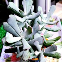 コチドレン属,植物男子ベランダー,ハーブ,多肉サバイバル+,オフェーリア　コチレドンの画像