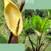 サトイモ,里芋,里芋の花,初めての花♡,サトイモ 科の画像