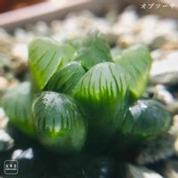 ハオルチア オブツーサ,土曜はお空の発表会,多肉植物,おしゃれな土曜日♪,多肉大好きの画像