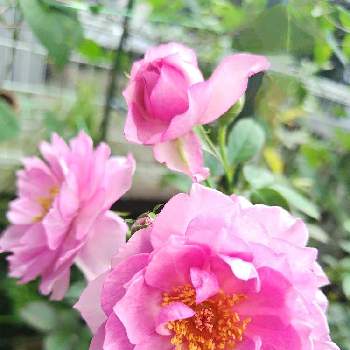 恋きらら,バラの鉢植えの画像