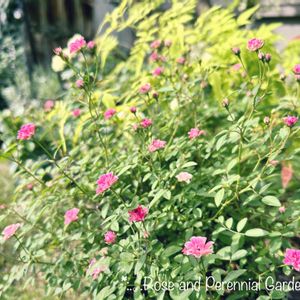 宿根草の庭,ばら バラ 薔薇,ナチュラルガーデン,おうち園芸,イングリッシュガーデンの画像