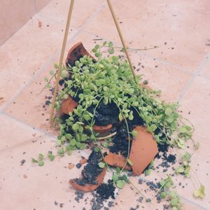 ディスキディア・ハートジュエリー,スマホ撮影,観葉植物,ハンキング,APOA 津店の画像