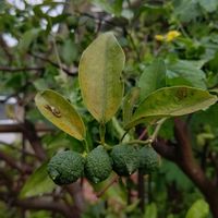 柚子,花柚,兵庫県,医療・介護の皆様に感謝,コロナに負けるな！の画像