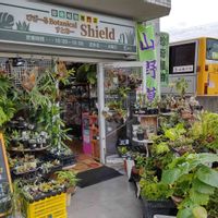 多肉植物,着生植物,リュウビンタイ科,パキポディウム属,珍奇植物専門店の画像