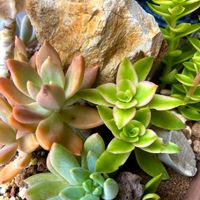 火祭り,多肉植物,ロゼット,もりもり多肉,多肉植物のある暮らしの画像