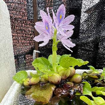 の画像