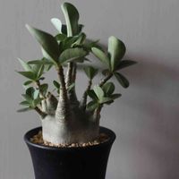 アデニウム・ドワーフ,観葉植物,塊根植物,多肉植物,ビザールプランツの画像