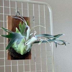 ビカクシダ,willinckii cv pedro,willinckii pedro,Original  clone,PUPの画像