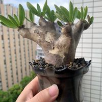 パキポディウム・ブレビカリックス,塊根植物,コーデックス,植え替え,珍奇植物の画像