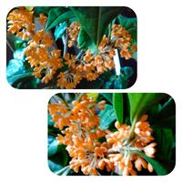 キンモクセイ,にわの草花,マイガーデン♡,秋の気配,北海道からの画像