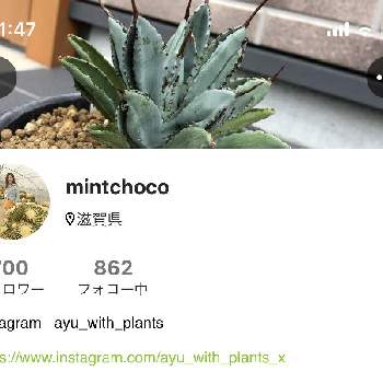 紅葉,紅葉狩り,紅葉狩り♥︎︎∗︎*ﾟの画像