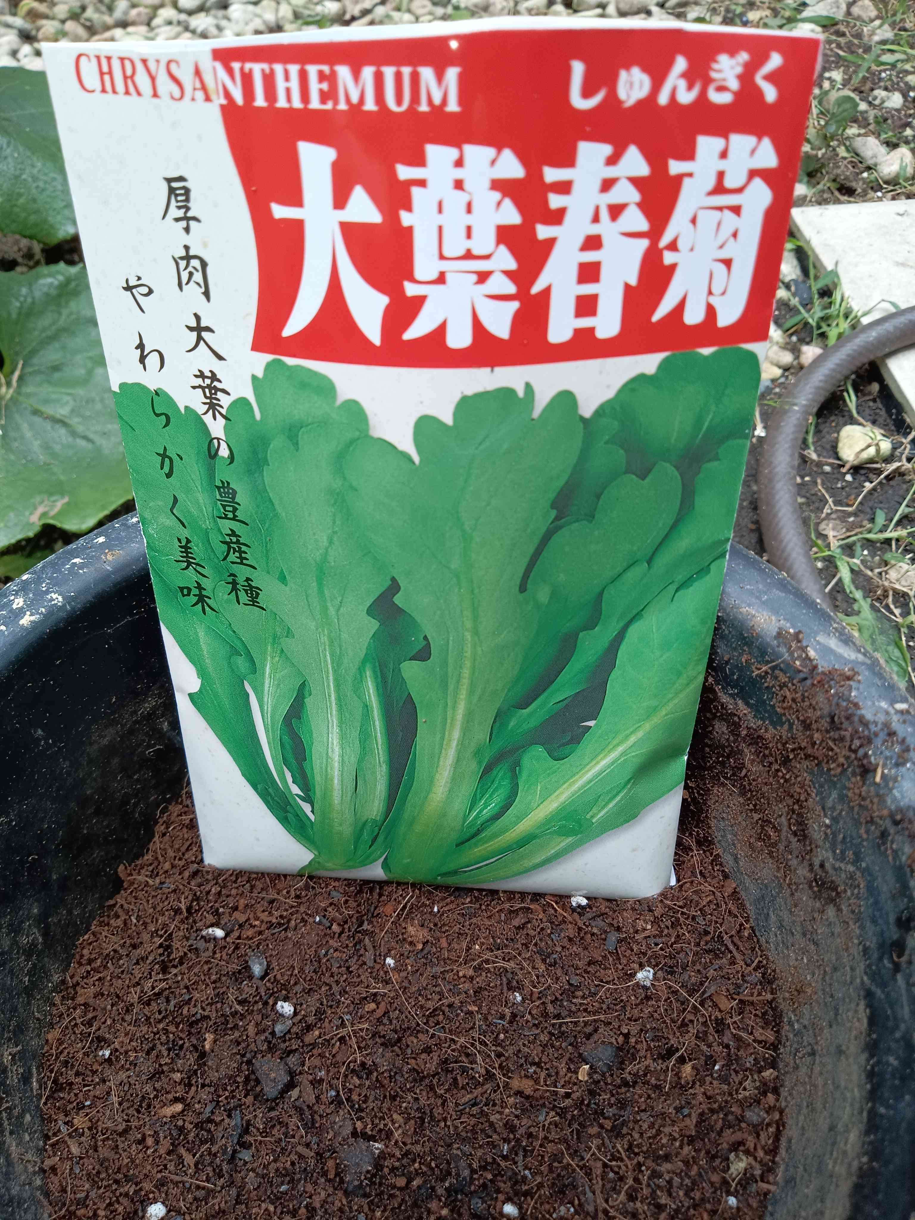 野菜遺産｜🍀GreenSnap（グリーンスナップ）